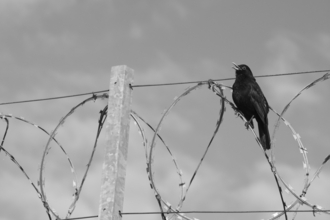 Blackbird clinging on to razorwire, singing