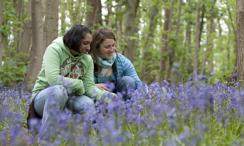 Bluebells. Tom Marshall