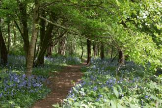 Crackley Wood Bluebells