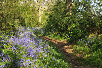 Bluebells at Ryton Wood © Emma Richmond (WWT)