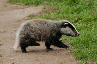 Badger cub credit Steven Cheshire