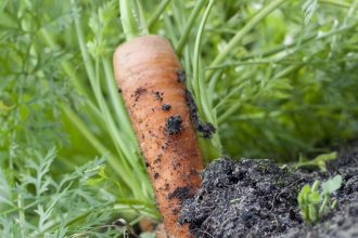 Carrot Credit Tom Marshall