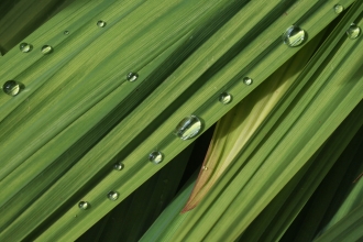 Raindrop on leaves Credit Louise Barrack