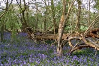 Bluebells Janet and Richard Pratt