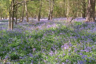 Bluebells Piles Coppice April 2020 Ed Green