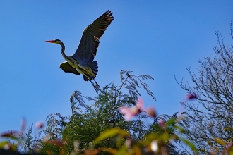 Heron Bilton Credit Tony Penycate