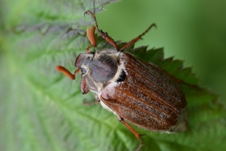 Cockchafer Ian Wykes