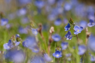 Germander speedwell. Vaughan Matthews