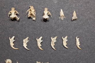 Owl pellet dissection Skulls 2020 Louise Barrack