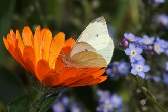 Small white on Marigold Tony Penycate 2