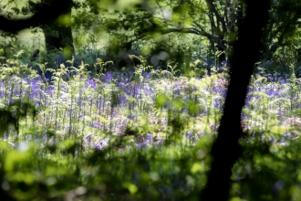 Wappenbury Wood bluebells Vicky Page