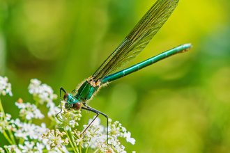 Dragonfly Ryton John Smith 