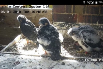 Peregrines in Leamington 02.06.2020