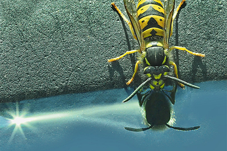 Wasp drinking Hilary Roberts