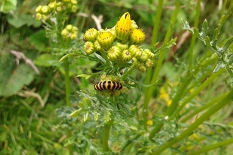 Cinnabar moth caterpillar at Whitacre Heath Jo Hands 2016