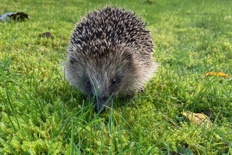 Hedgehog not hibernating 