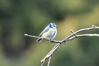 Blue tit Wayne Cutts