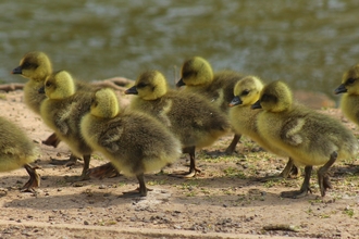 Goslings in a line