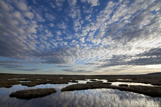 Peat Bog. Mark Hamblin/2020 Vision 