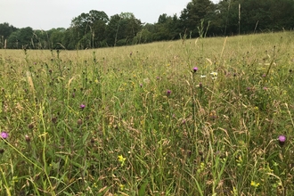 Loxley Meadow