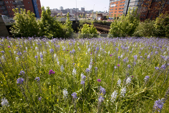 Urban wildflowers