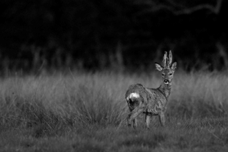 Black and white image shows a frightened turning its head backwards