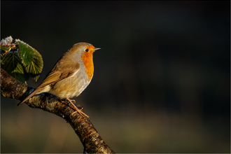 Robin basking in the Winter Sun