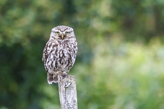 Little owl