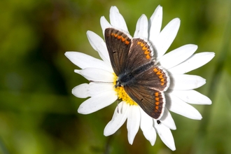 Brown Argus Butterfly