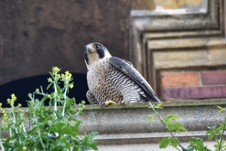 Leamington peregrine by Wayne Cutts