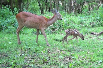 Newborn roe deer fawn 