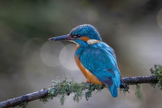 Kingfisher 