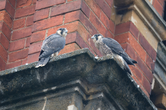 Peregrines by Dave Sutton