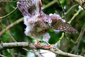 Sparrowhawk on branch