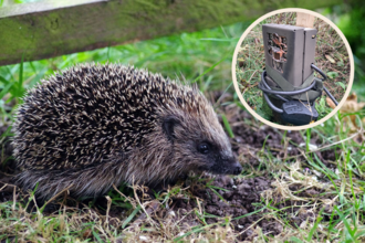 Hedgehog with a camera