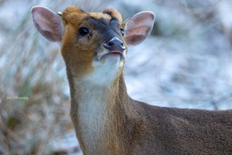 Muntjac in snow