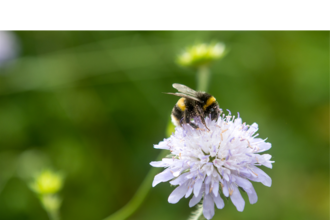 Bumble bee on flower