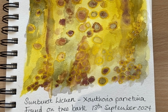 A journal entry about lichen 