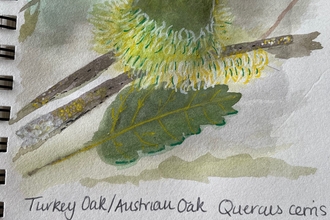 journal entry about oak