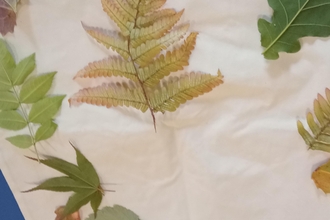 Leaves laid out on white fabric in preparation for natural dying process called Hapa Zome