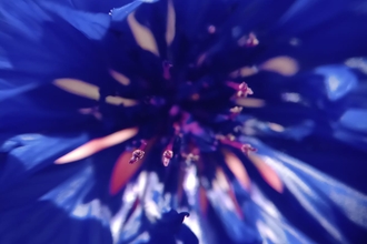 Close up image of a flower with blue petals