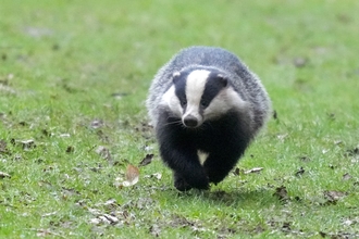 Badger