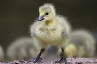 Duckling