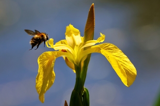 Bumblebee