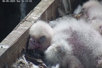 A peregrine chick