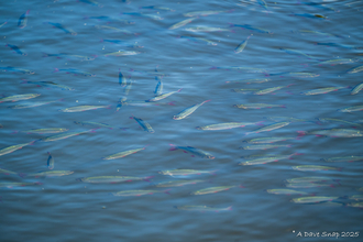 Fish by David Lawton