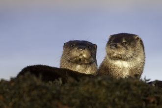 Otters