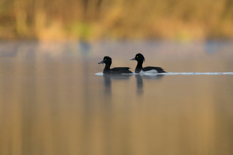 Tufted ducks Jon Hawkins Surrey Photography 