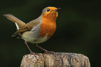 Robin resting on a spade - gift a Wildlife Trust membership and help local wildlife