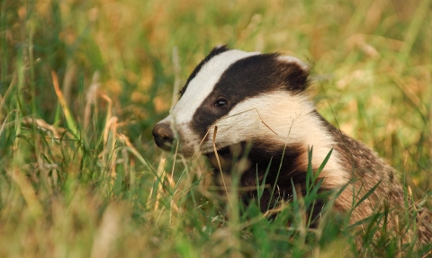 Badger